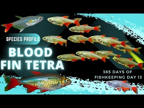 Bloodfin Tetra Care Guide for Beginners (2026)