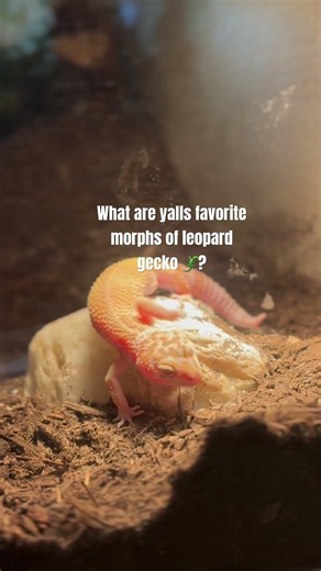 What are yalls favorite leopard gecko morphs? #leopardgecko #gecko #fyp #zyxcba #45gallon