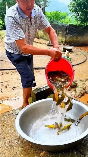 Farmed Yellow Catfish: Tender, Delicious, and Packed with Nutrition