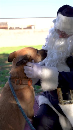 12 reactions | 퐻풪 퐻풪 퐻풪푀퐸 퐹풪푅 풯퐻퐸 퐻풪퐿퐼풟풜풴풮 ✨ The Chico Animal Shelter is full of lovable animals looking for their fur-ever homes this holiday season! Visit chicoanimalshelter.org or click the link in our bio to see all the adoptable pets. You may just find your future companion!  ❤️ #chicoca #chicoanimalshelter #animalshelter #adoptablepets #fureverhome #homefortheholidays | Chico Police Department | Facebook