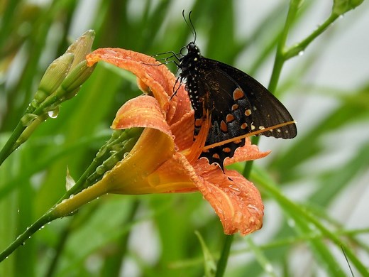 Where Do Butterflies Go When It Rains?