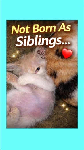 Stray Kittens Not Born as Siblings… But Still Family 🐾 #straykittens #catstory #animalrescue