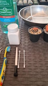 Scale insects don’t fix themselve. From infestation to treatment.🔍 Here are the tools I use for moderate to heavy cases—early action saves the cactus. 💪💚 See tips in the comment section. Like and follow for more. ❤️💕 #CactusCare #CactusAces2_0 #PlantPestControl #CactusTreatment #CactusLover | Cactus Aces V2.0