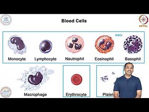 Cells of Immune System & and its role in Host Defense-PBMC isolation