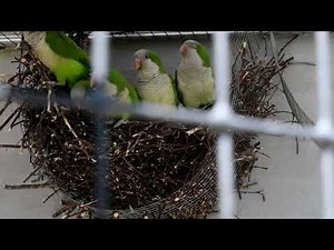 Monk Parakeet (Myiopsitta monachus)