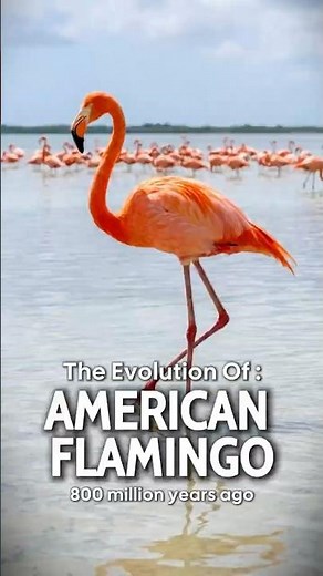 🦩 The Evolution Of Flamingo 😏 | 60s Evolution Summary | From Ancient Waders to Pink Icons