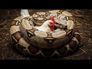 Giant Boa Constrictor vs Brave Farmer: Dramatic Farm Rescue #farmlife #animalstory