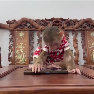 7.4K views · 282 reactions | The Moment… Monkey Kyo meets the super cute baby monkey again! ❤️ | fun creation | Facebook