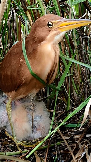Busy Preparing The Nest, The Bird almost Forgot To Feed Her Chicks | Border Birds