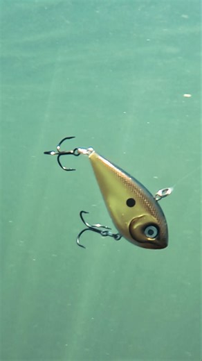 NEW Snare 50🔥👀 #youtubeshorts #rapala