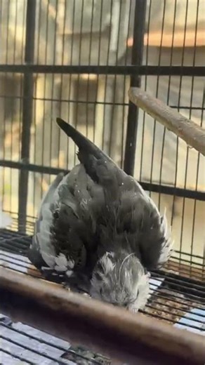 Cockatiel bathing time #birds #viral #talkingparot #minivlog #parrot #peace #funny #shorts #pets