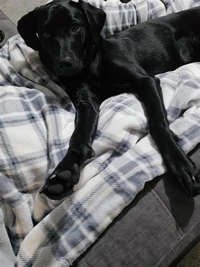 Good Morning With Dogs: A Joyful Start to Your Day