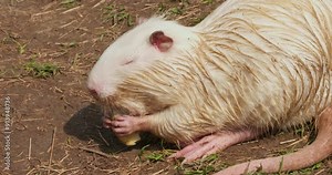 Sitting on the shore, a cute white nutria holds an apple in its paws and eats it with appetite. Close-up. Nutria with white six gnaws at a juicy apple holding it in its paws. White nutria in the zoo.