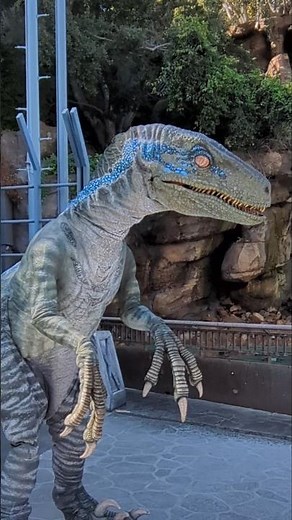 Raptor Encounter | Universal Studios Hollywood