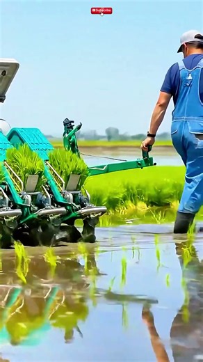 How mechanized rice planters make staple crop