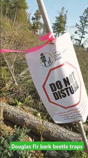 Douglas fir bark beetle traps