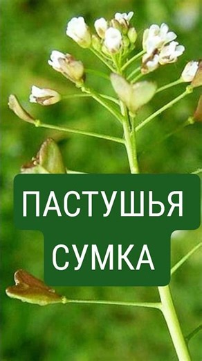 #пастушья сумка #полезные свойства постушьей сумки #лечениетравами #чайизтрав #фитотерапия #чай