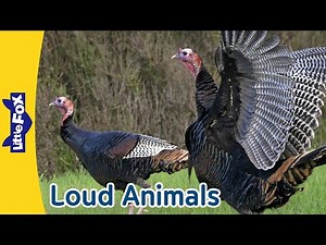7 Loud Animals | Lions, Elephants, Whales, Grey Wolves, Wild Turkeys, Sea Lions, Tigers | Little Fox