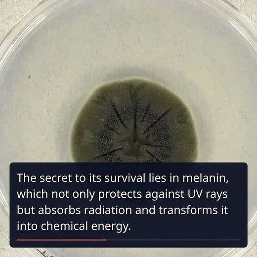 Unveiling the Secrets of Chernobyl's Resilient Black Fungus