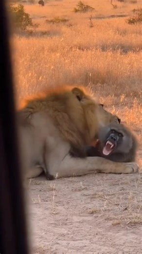 Watch the baboon's desperate cries as the lion holds it in its grip! 🦁😨
