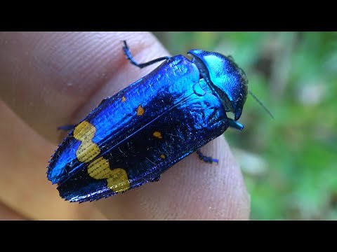 Beetle Blues: ULTRA Blue Beetle! / Jewel beetle - Conognatha cf. pretiosissima[?] Bupestridae