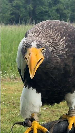 Meet the Giants of the Sky: 5 Largest Eagles on the Planet 🦅🌍