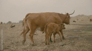 Cows 01 in Northern Israel - Golan Heights Grazing with Calves