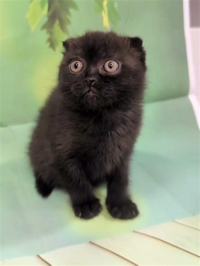 YARA Scottish Fold Black Female
