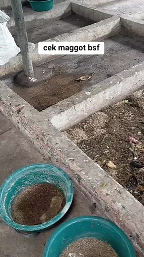 maggot fresh #maggotmedan #maggotindonesia #usahatanpabatas #sampahorganik #pengolahansampah