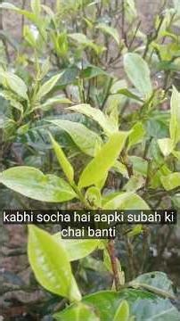Tea plant meking Process full video