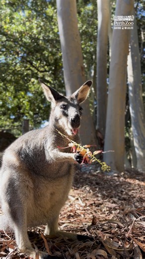 Chewing with your mouth closed isn't necessary when you're THIS cute 😋 📷 Keeper Bronte | Perth Zoo