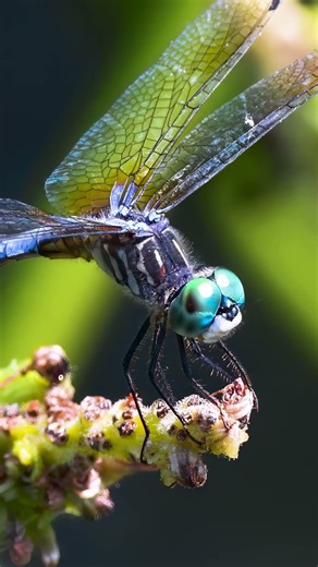 Blue Dasher, Another Glimpse | Dragonfly Series #life #nature #insects #wildlife #4k #shortvideo