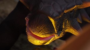 close up of giant head ancylosaurus herbivorous dinosaur