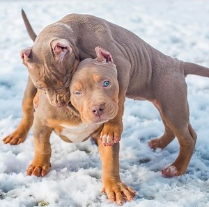 71K views · 2.5K reactions | playing with puppies ❤️ | Pitbull Terrier | Facebook