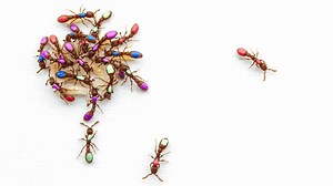 World's first genetically modified ants shed light on how complex insect societies evolved