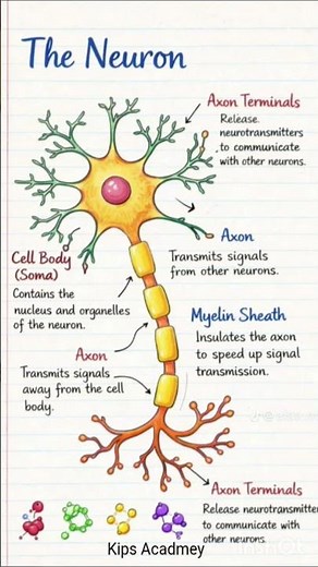 structure of multipolar neuron diagram,