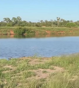 Wildebeest Escapes Lion Attack by Speed River Crossing—Join Our 2025 & 2026 Safaris! Witness the raw power of nature as wildebeests outrun lions with breathtaking river crossings! This is the kind of thrilling moment you can experience with us on our unforgettable wildlife safaris. We are now taking bookings for our 2025 and 2026 safari adventures. Join us and explore Kenya’s wild landscapes, watch the Big Five in their natural habitat, and learn the secrets of Africa’s wildlife with our expert 