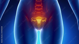 Female scan REPRODUCTIVE ORGANS anatomy in blue x-ray loop