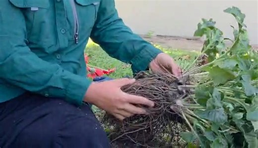 5.6K views · 77 reactions | Spring is a great time to divide your...