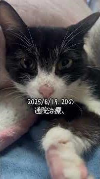 【膿胸】と言う病気【中編】🏥生死を戦った71日間！2025/5/22-6/30🐈‍⬛下半身麻痺猫あいかなちゃん🐈‍⬛12匹の仲間たち#あいかな#ごまだんご#下半身麻痺猫#心臓疾患猫#鍼灸治療猫