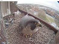 Peregrine falcons | The Wildlife Trusts
