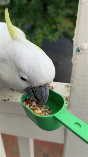 This COCKATOO Won't Stop Eating #cockatoo #feeding #wildlife