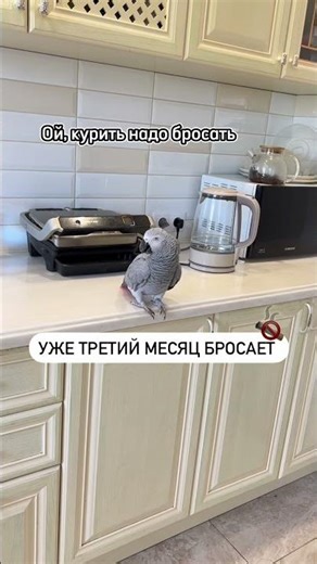 Smart African Grey Shows Off His Talking Skills