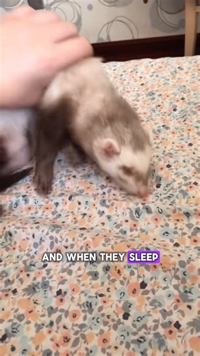 Animal Verse on Instagram: "Why do ferrets love to explore everything around them? #amazinganimalsworld #animalverse #wildlifephotography #wildlife #ferrets"