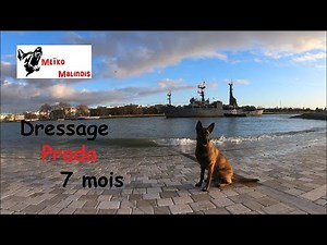 Malinois training 7 months