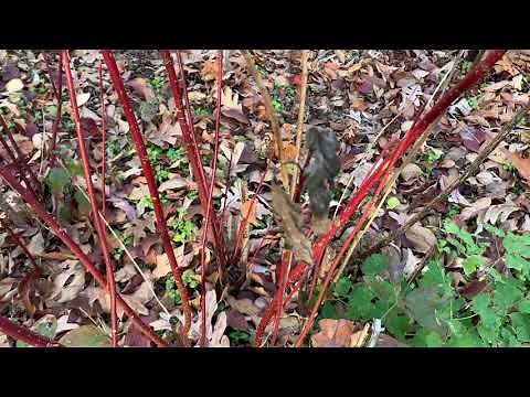 RedTwig Dogwood Plant Profile