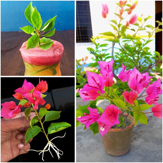 How to grow bougainvillea plant at home from stem || Best & easy method for gardening | DIY IndoorGarden