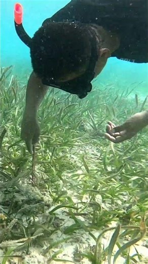 Mantis Shrimp Trap #MantisShrimp #ShrimpTrap #FishingLife