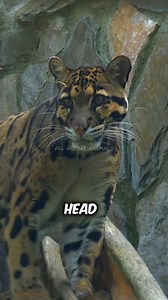 2.8K views · 53 reactions | Clouded Leopard The Tree Tiger #cloudedleopard #leopard #tiger #wildlife #wildanimals | All About Animals | Facebook