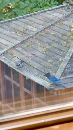 Northern Flicker Woodpecker alongside a Steller’s Jay - #birds #animal #washingtonstate #bird #pnw